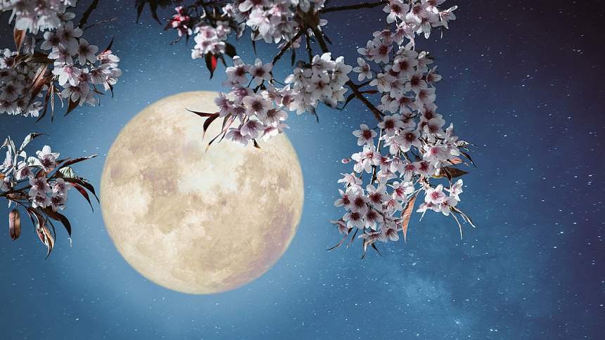 луна и сакура фото