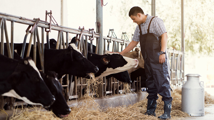 деятельность, связанная с животными фото