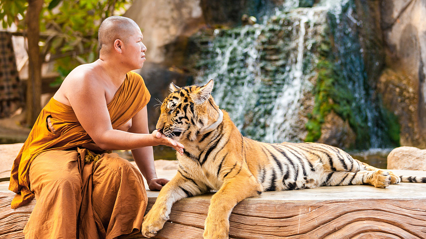 монах и тигр фото