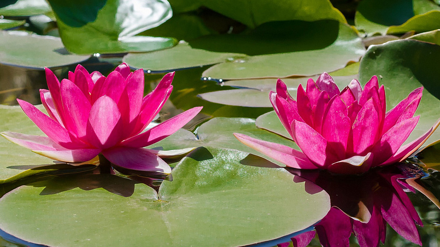 лотос в озере фото