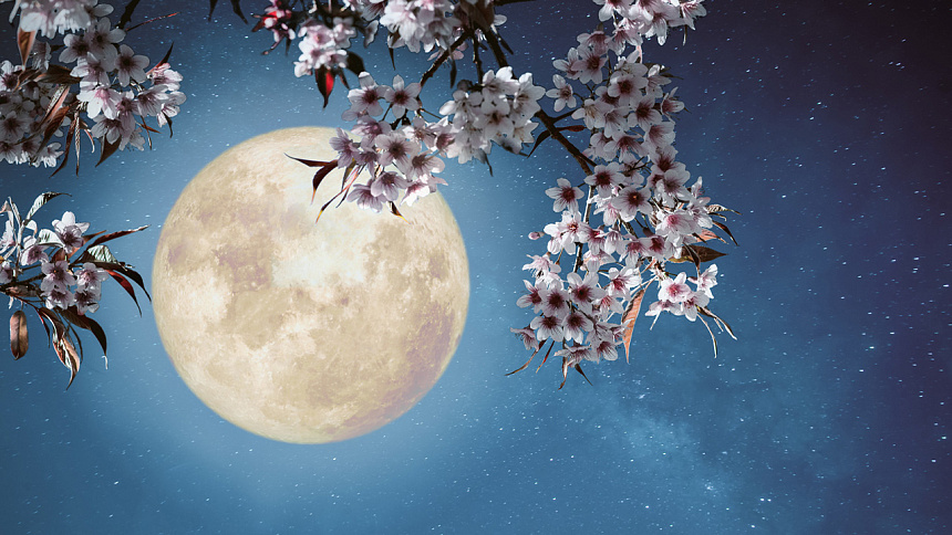 луна и сакура фото