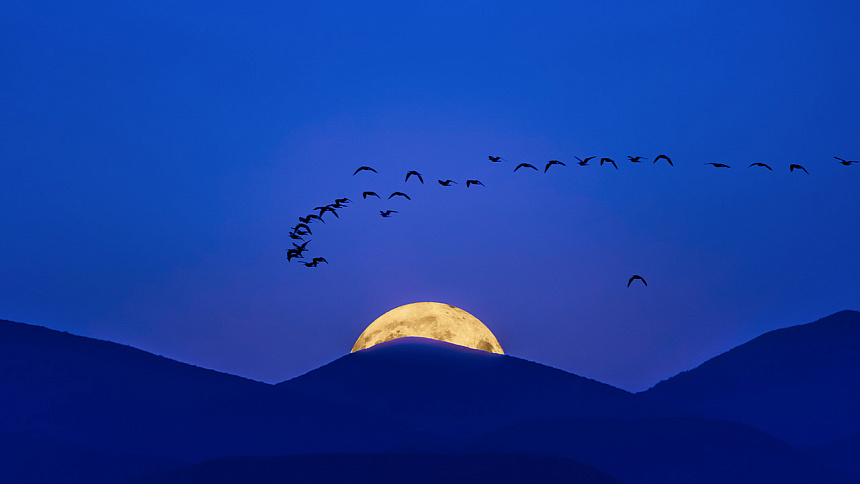 луна и птицы фото