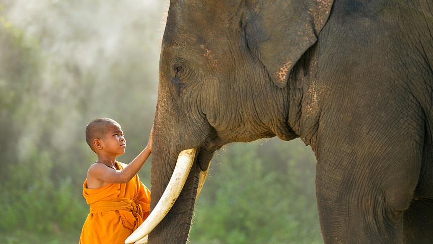 монах и слон фото