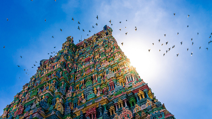 птицы и солнце фото