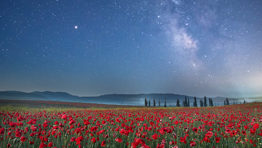 маковое поле фото